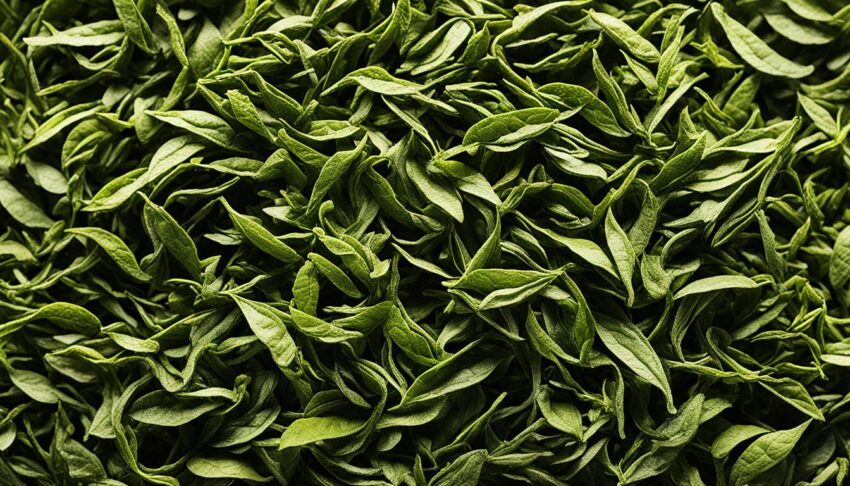 The Effect of Light on Tea's Shelf Life